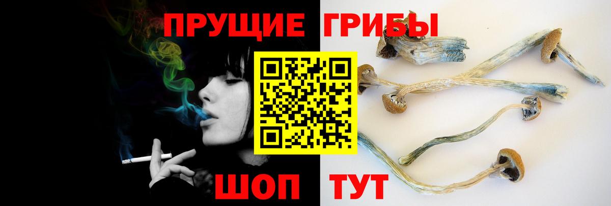 Галлюциногенные грибы Psilocybe Димитровград